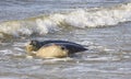 Couple of seals near dutch village of Hollum, Ameland