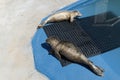 Couple of seals, Pinnipedia lying down on a mat in the water Royalty Free Stock Photo