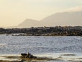 Iceland - Seals playing next to the shore Royalty Free Stock Photo