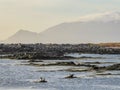 Iceland - Seals playing next to the shore Royalty Free Stock Photo