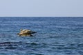 Couple of seals spotted seal, largha seal, Phoca largha laying on alone rock in sunny day. Wild spotted seal sanctuary. Calm blu