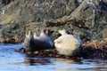 Couple of seals spotted seal, largha seal, Phoca largha laying on coastal rocks. Seal sanctuary. Calm blue sea, wild marine mam