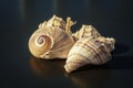 Seashells on a table with artistic beautiful blurry background Royalty Free Stock Photo