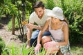 Couple seedling garden flowers Royalty Free Stock Photo