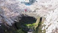 couple selfie on bridge with cherry sakura, Nagoya Royalty Free Stock Photo