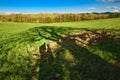 Couple shadow under the tree on green meadow in beautiful sunny day