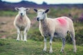 Couple of Sheep Grazing on Upland Pasture