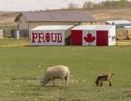 A couple of Sheeps Eating Grass with a sign that saids proud and a flag of Canada. Concept