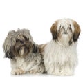 Couple of Shih Tzu