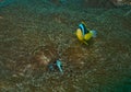 couple of shy allard\'s anemonefish hiding in a sea anemone in the healthy coral reefs of watamu marine park, kenya