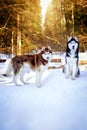 Cute couple of Siberian husky dogs in a sunny winter forest. Royalty Free Stock Photo