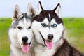 Couple of siberian husky sled dogs