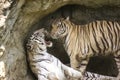 White bengal Tiger Royalty Free Stock Photo