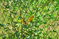 Beautiful couple of Sicalis flaveola birds on the metal fence