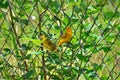 A beautiful couple of Sicalis flaveola birds on the metal fence