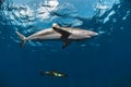 Couple of silky sharks close to the surface Royalty Free Stock Photo