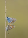 Couple silver studded blue butterflies copulating