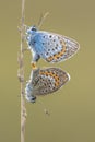 Couple silver studded blue butterflies mating