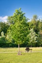 A couple sitting under tree on a bench in a park from behind. Royalty Free Stock Photo