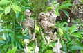 Couple of Skeletons on bushes