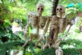 Couple of Skeletons under the pine trees