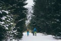 Couple skiing cross country with a dog in High Tatra mountains in winter, Slovakia Royalty Free Stock Photo