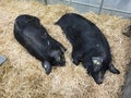 Couple sleeping pigs. Two young pigs are sleeping sweetly on a straw mat in a pigsty Royalty Free Stock Photo