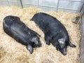 Couple sleeping pigs. Two young pigs are sleeping sweetly on a straw mat in a pigsty Royalty Free Stock Photo