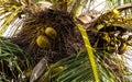 Coconuts on top of a big palm tree Royalty Free Stock Photo