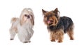 Couple of small dogs Royalty Free Stock Photo