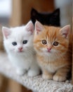 A couple of small kittens sitting on top of a scratching post Royalty Free Stock Photo