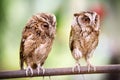 Couple of small owls