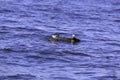 A couple of small seagull catching a log that float in the sea