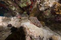 Couple of smallscale scorpionfishes in the Red Sea. Royalty Free Stock Photo