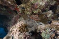 Couple of smallscale scorpionfishes in the Red Sea. Royalty Free Stock Photo