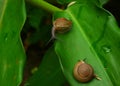 Couple of snails on a leaf. Royalty Free Stock Photo