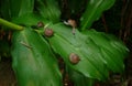 Group of snails on a leaf. Royalty Free Stock Photo