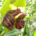 Couple snails on orchid Royalty Free Stock Photo