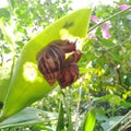 Couple snails on orchid Royalty Free Stock Photo