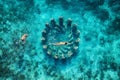 The couple snorkeling near the famous place on Gili Meno Island, Indonesia. Aerial view from drone. Underwater tourism in the ocea Royalty Free Stock Photo