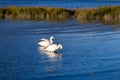 Couple of snow geese foraging for food in the St. Lawrence River during a fall golden hour morning Royalty Free Stock Photo