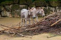 Couple of Somali wild ass Royalty Free Stock Photo