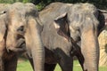 South-East Asian elephant