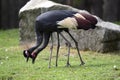 Couple Southern Crowned-Crane, Balearica Regulorum, looking for food together Royalty Free Stock Photo