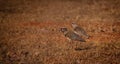 A couple of Southern lapwing (Vanellus chilensis) in grassland habitat. Royalty Free Stock Photo