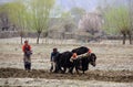 The couple are sowing in the field of Tibet