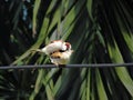 Couple of sparrows mating on wires