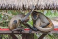 Couple of spider monkeys under a straw shelter