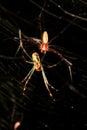 A Couple of The Spiders (Nephila Clavata) on Spiderweb