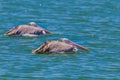 Couple of Spot-billed pelican( Pelecanus philippensis) Royalty Free Stock Photo